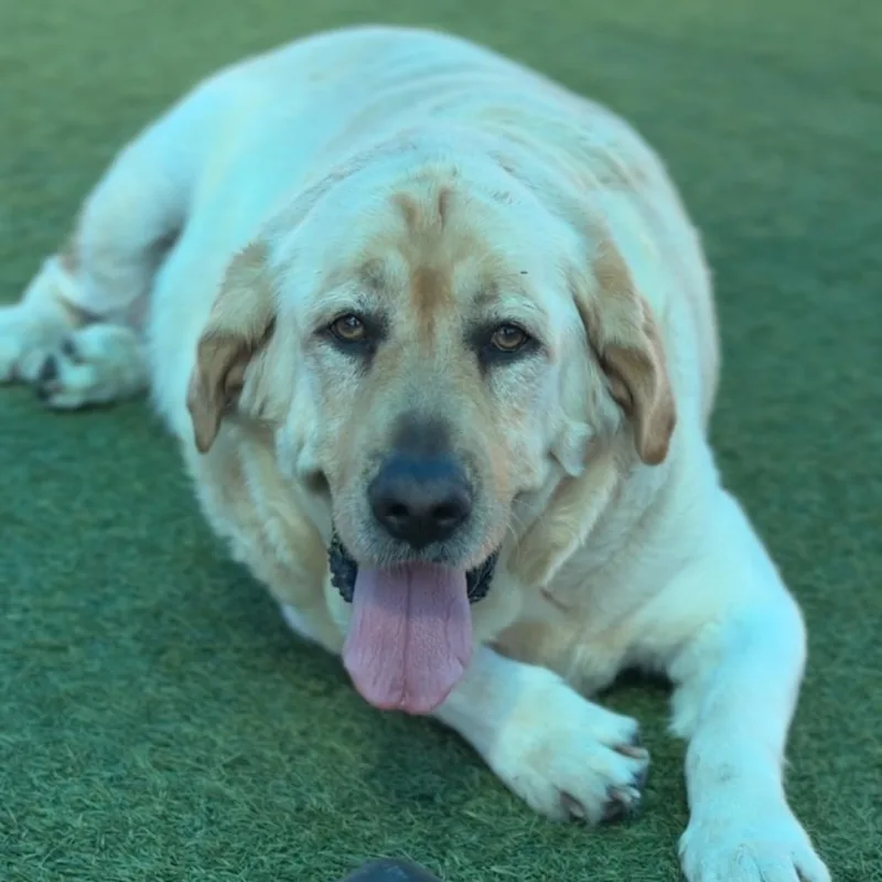 Lincoln A thumbnail 4