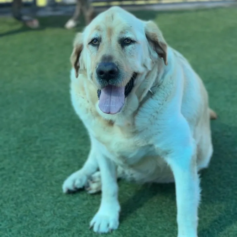 Lincoln A thumbnail 5