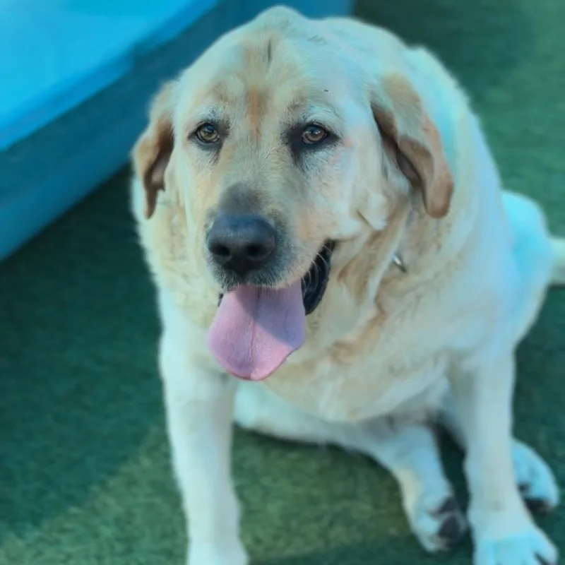 Lincoln A thumbnail 6