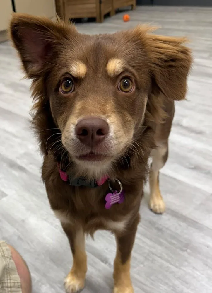 A young medium-sized female Tricolor (Brown, Black, & White) Australian Shepherd dog named Snickers for adoption in Richardson, TX