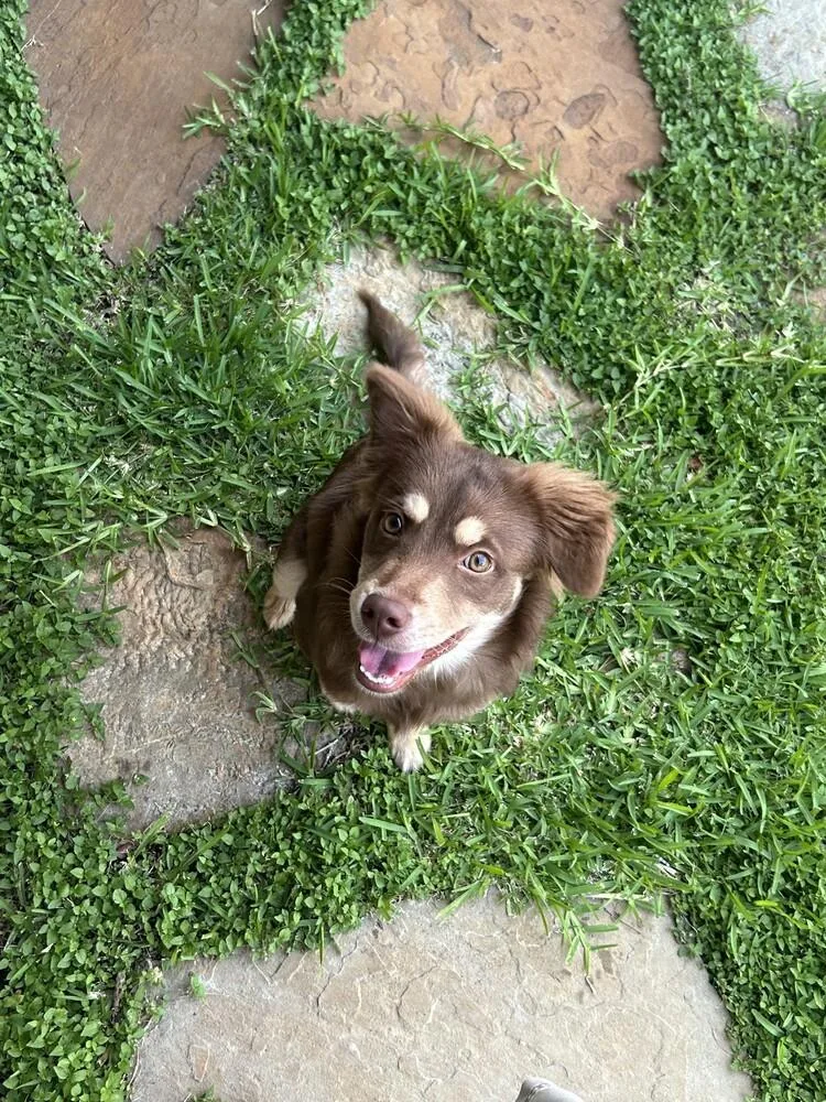 Snickers thumbnail 3