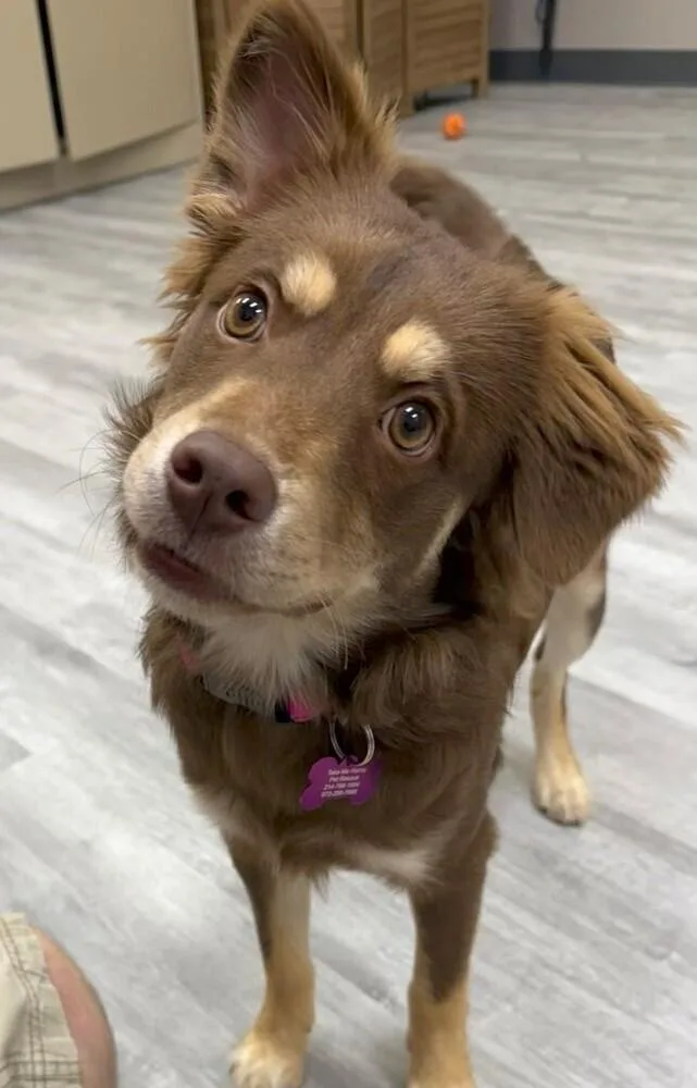 Snickers thumbnail 4