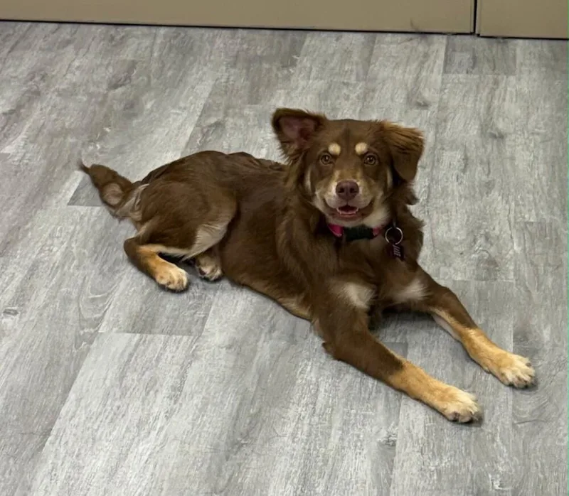 Snickers thumbnail 5