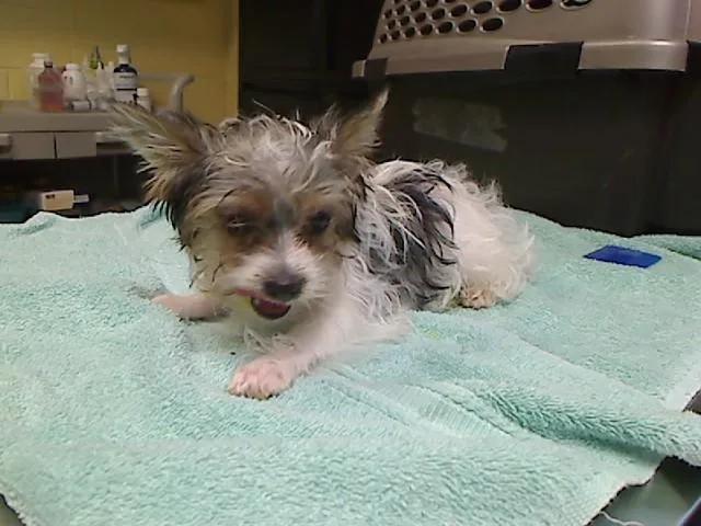 A baby small-sized female Yorkshire Terrier dog named Nola for adoption in Cookeville, TN