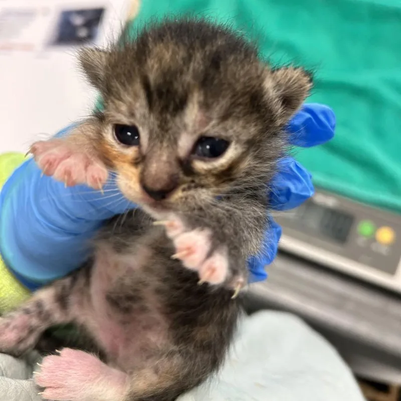 A baby small-sized female Torbie Domestic Short Hair cat named Doheny for adoption in Kanab, UT