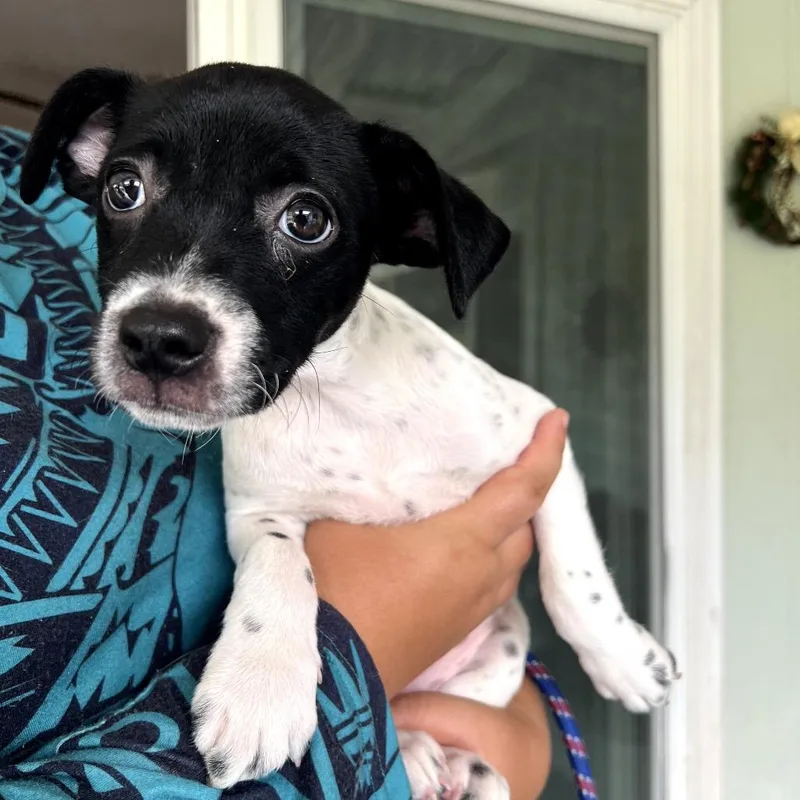 A baby small-sized female White / Cream Pit Bull Terrier dog named London for adoption in Keaau, HI