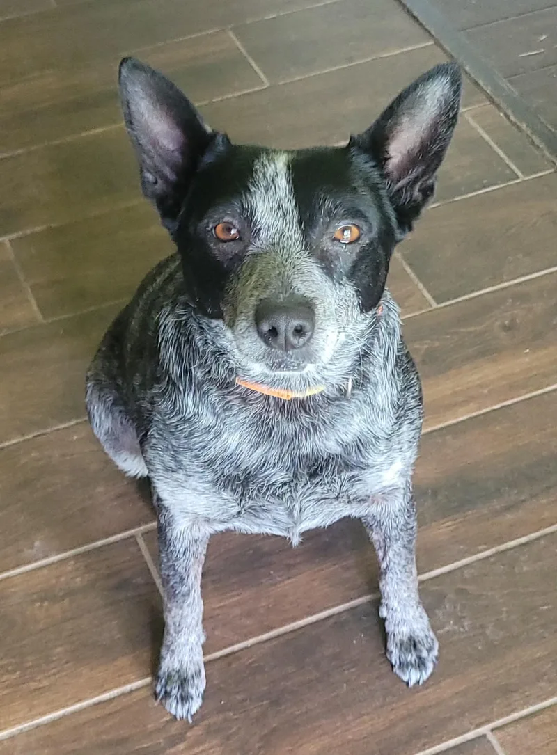 Brooks  Mini Heeler