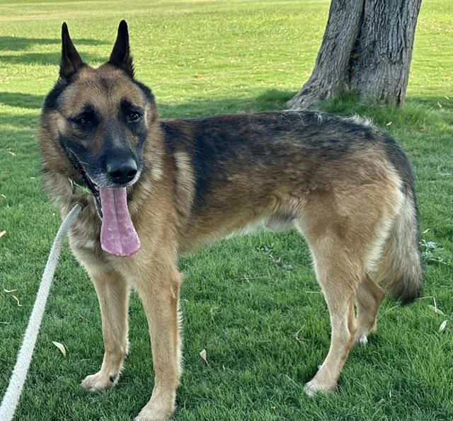 An adult large-sized male German Shepherd Dog dog named Georgie for adoption in Tucson, AZ