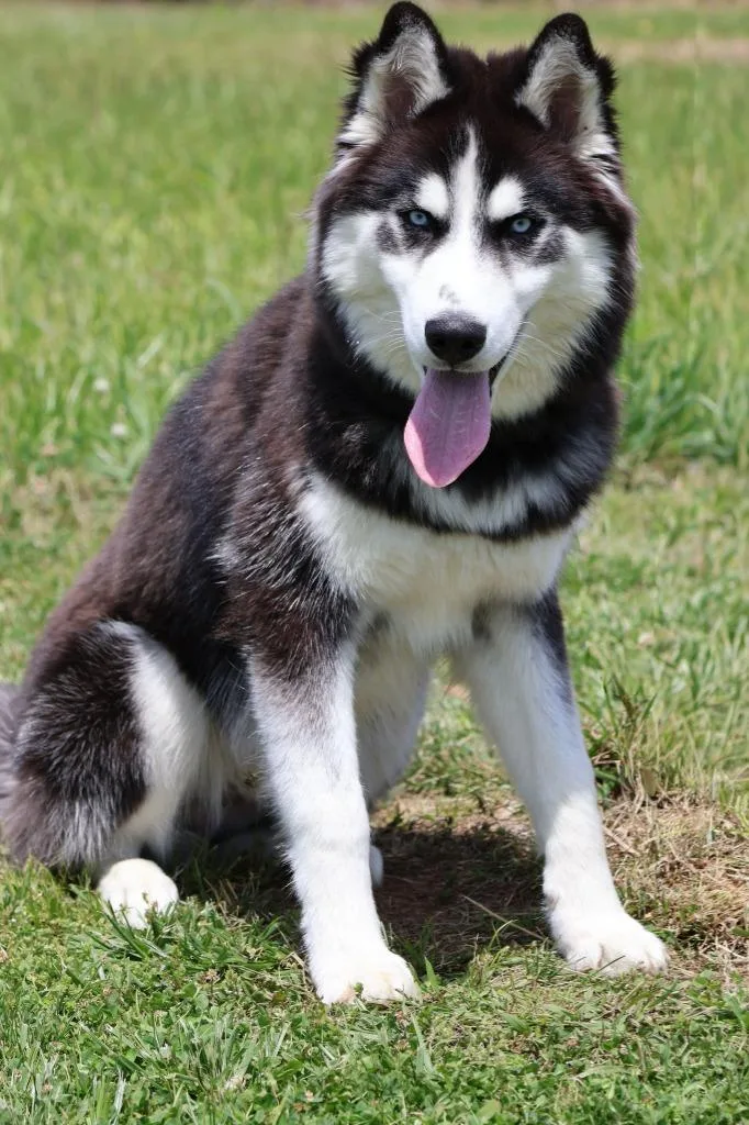 A baby large-sized male Mixed Breed dog named Luther for adoption in Columbia, TN