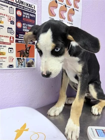 A baby medium-sized male Black Mixed Breed dog named 61395119 for adoption in El Paso, TX