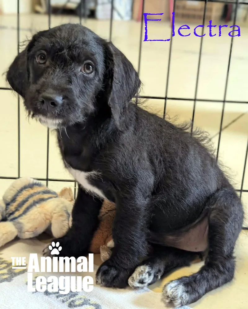 Electra thumbnail 2