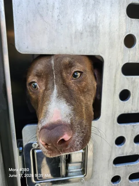 A young medium-sized male American Staffordshire Terrier dog named Cambur for adoption in San Antonio, TX