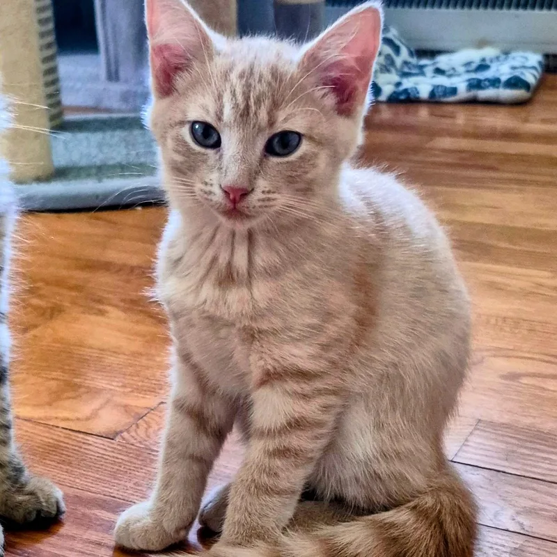 A baby small-sized female Buff / Tan / Fawn Domestic Short Hair cat named Pigment for adoption in Richmond, VA