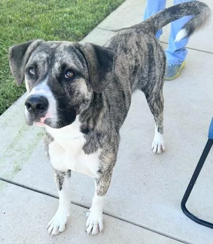 An adult large-sized female Brindle Mixed Breed dog named Tabitha for adoption in Georgetown, TX