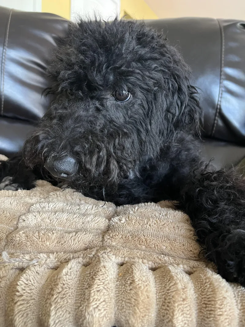 A young medium-sized female Black Goldendoodle dog named Paris for adoption in Lexington, KY