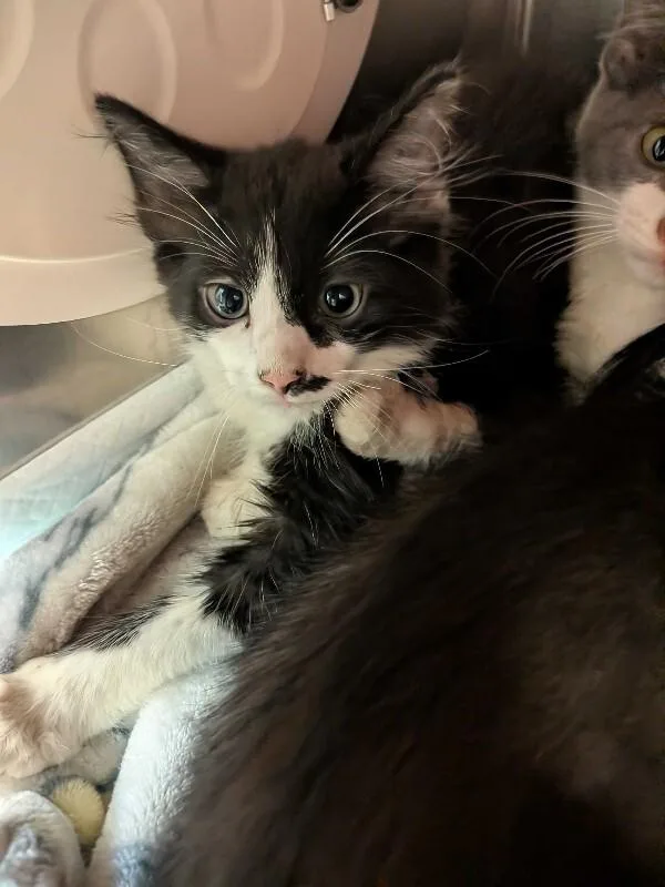 A young small-sized male Domestic Long Hair cat named Bugs Bunny for adoption in Cincinnati, OH