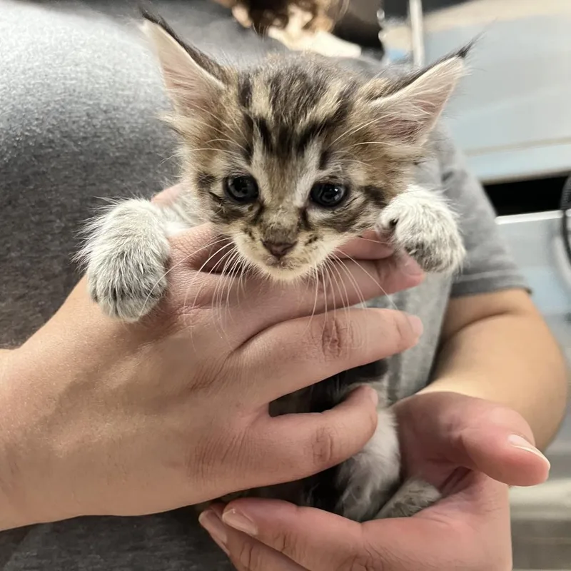 A baby small-sized female Black Domestic Short Hair cat named Delilah for adoption in Ardmore, OK