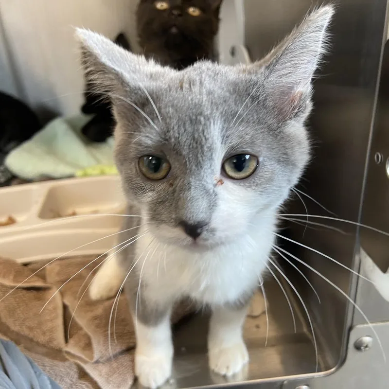 A baby small-sized female Gray / Blue / Silver Domestic Short Hair cat named Zara Larson for adoption in Washington Township, OH