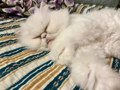 Lucy Lou thumbnail 3