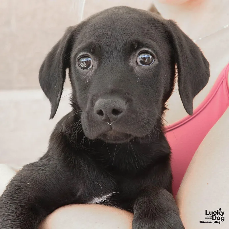 A baby large-sized female Labrador Retriever dog named Kendra for adoption in Washington, DC