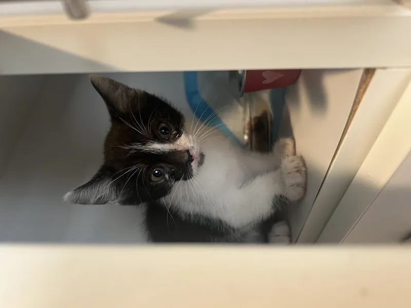 A baby medium-sized male Domestic Short Hair cat named Zucchini for adoption in Lincoln, CA