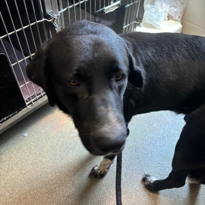An adult large-sized male Black Great Pyrenees dog named Bubbas for adoption in Council Bluffs, IA