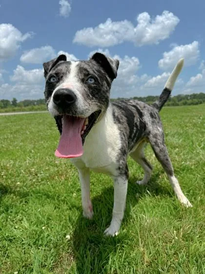 An adult medium-sized male Catahoula Leopard Dog dog named Merle for adoption in Bowling Green, KY