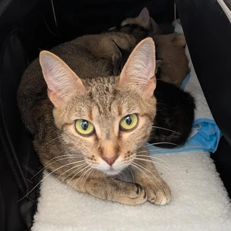 An adult medium-sized female Brown / Chocolate Domestic Short Hair cat named Nina for adoption in Clearwater, FL