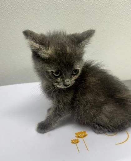 A baby small-sized female Domestic Short Hair cat named Sam for adoption in West Chester, PA