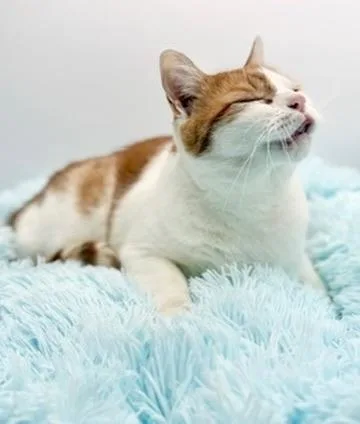 Paul Mitchell thumbnail 3