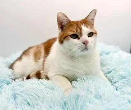 Paul Mitchell thumbnail 6