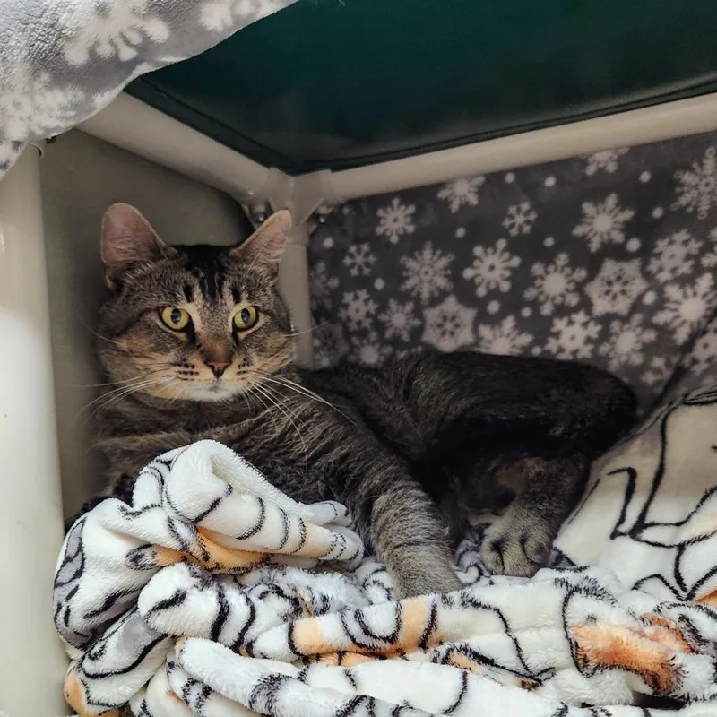 An adult large-sized male Gray / Blue / Silver Domestic Short Hair cat named Bob for adoption in Grand Rapids, MI