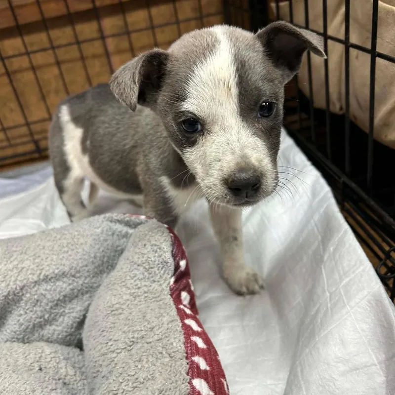 A baby small-sized female Gray / Blue / Silver Australian Cattle Dog / Blue Heeler dog named Leah for adoption in Madill, OK