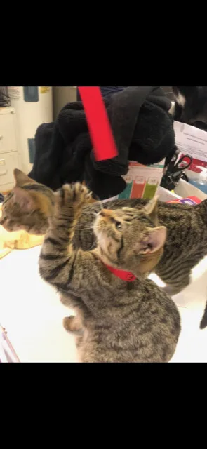 Tungsten! thumbnail 2