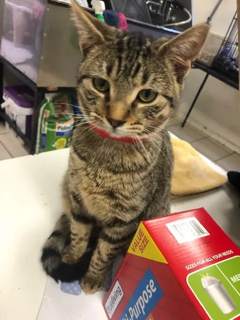 Tungsten! thumbnail 3