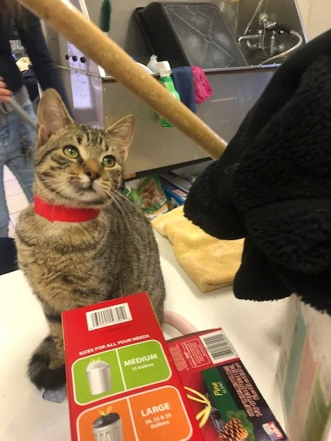 Tungsten! thumbnail 4