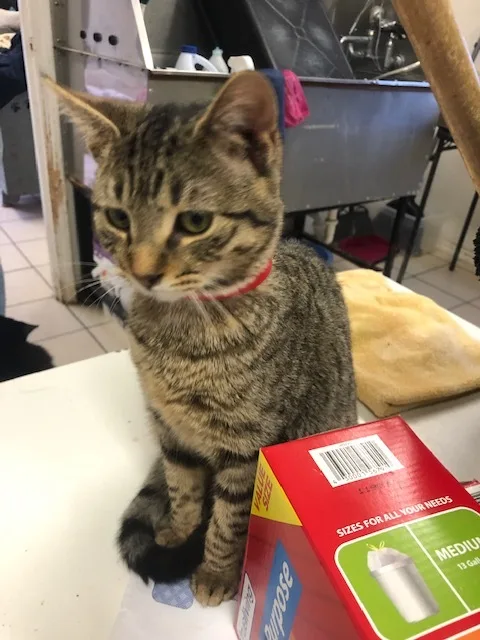 Tungsten! thumbnail 5