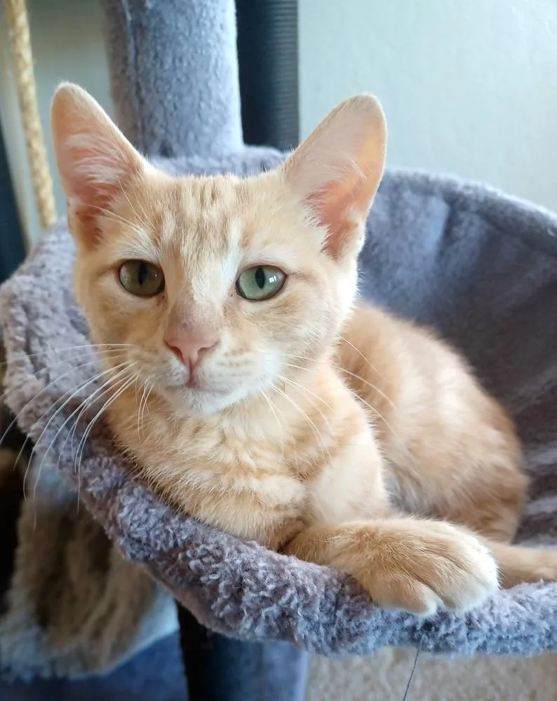 A baby medium-sized male Tabby cat named Sky for adoption in Pinole, CA