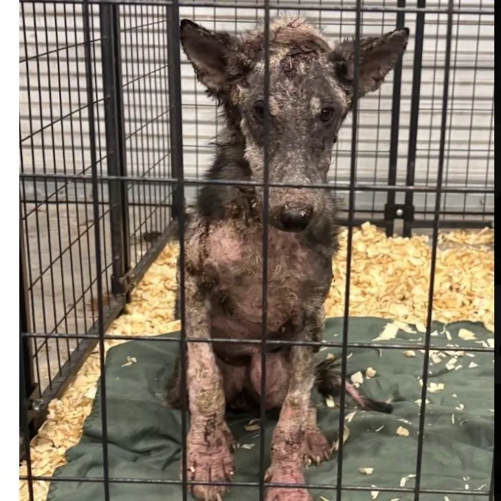 A young medium-sized female Bicolor German Shepherd Dog named Luna for adoption in Liverpool, TX