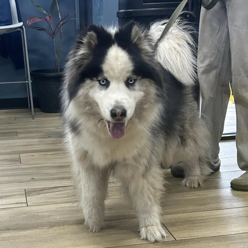 An adult medium-sized male Black Husky dog named Lobo for adoption in Newark, NJ