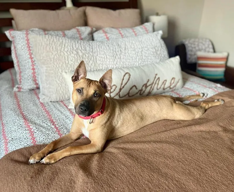 A young medium-sized female Black Mouth Cur dog named Sunny for adoption in Willingboro, NJ