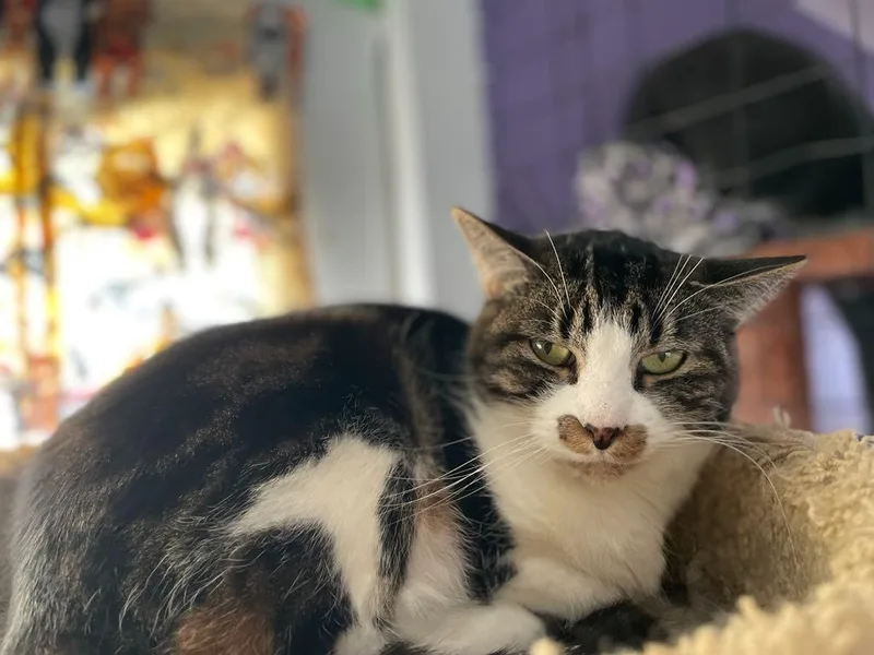 An adult medium-sized female Domestic Short Hair cat named Emma for adoption in Ogden, UT
