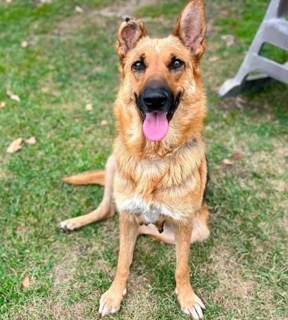 An adult large-sized female Shepherd dog named Lisa for adoption in Riverside, CA