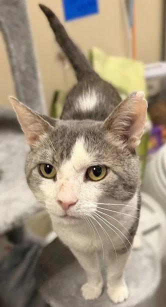 An adult medium-sized male Domestic Short Hair cat named Aladdin for adoption in Herndon, VA