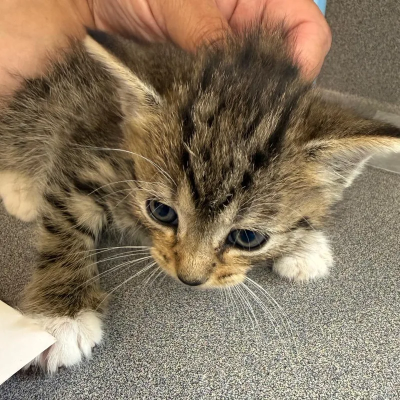 A baby small-sized male Gray / Blue / Silver Domestic Short Hair cat named Ron for adoption in Troy, VA