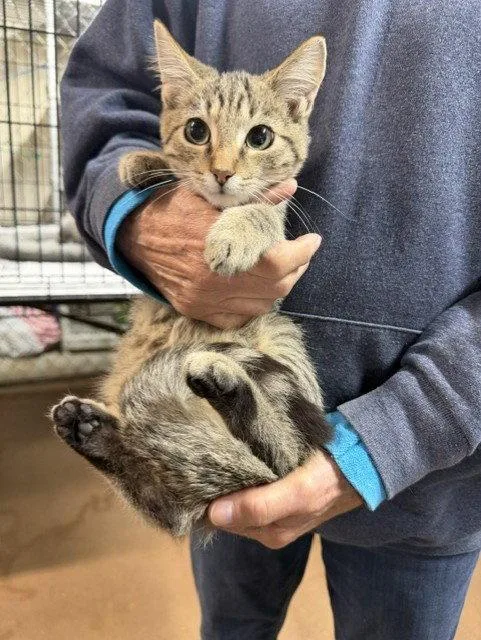 A young medium-sized male Domestic Short Hair cat named Skittles for adoption in Apollo, PA