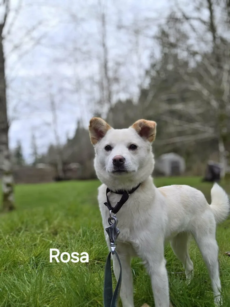 A young small-sized female Apricot / Beige Mixed Breed dog named Rosa Sweet Heart  for adoption in Elma, WA