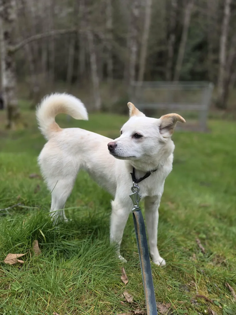 Rosa Sweet Heart  thumbnail 2