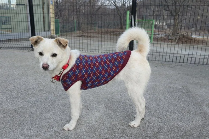 Rosa Sweet Heart  thumbnail 3