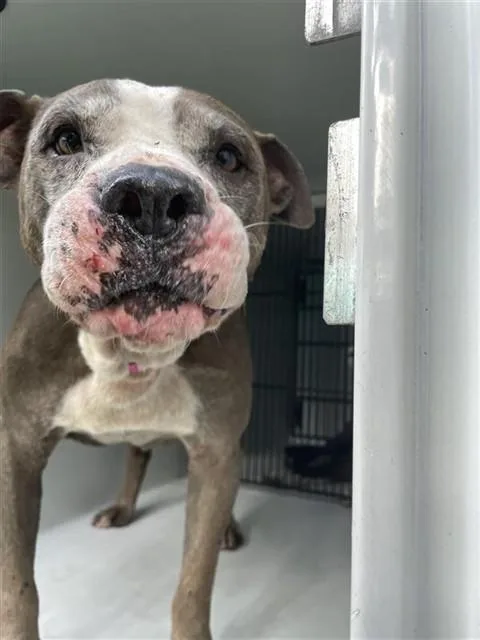 A young medium-sized male Pit Bull Terrier dog named Zeus for adoption in Houston, TX
